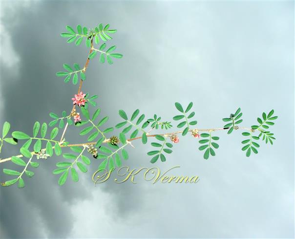  Flowering Branch